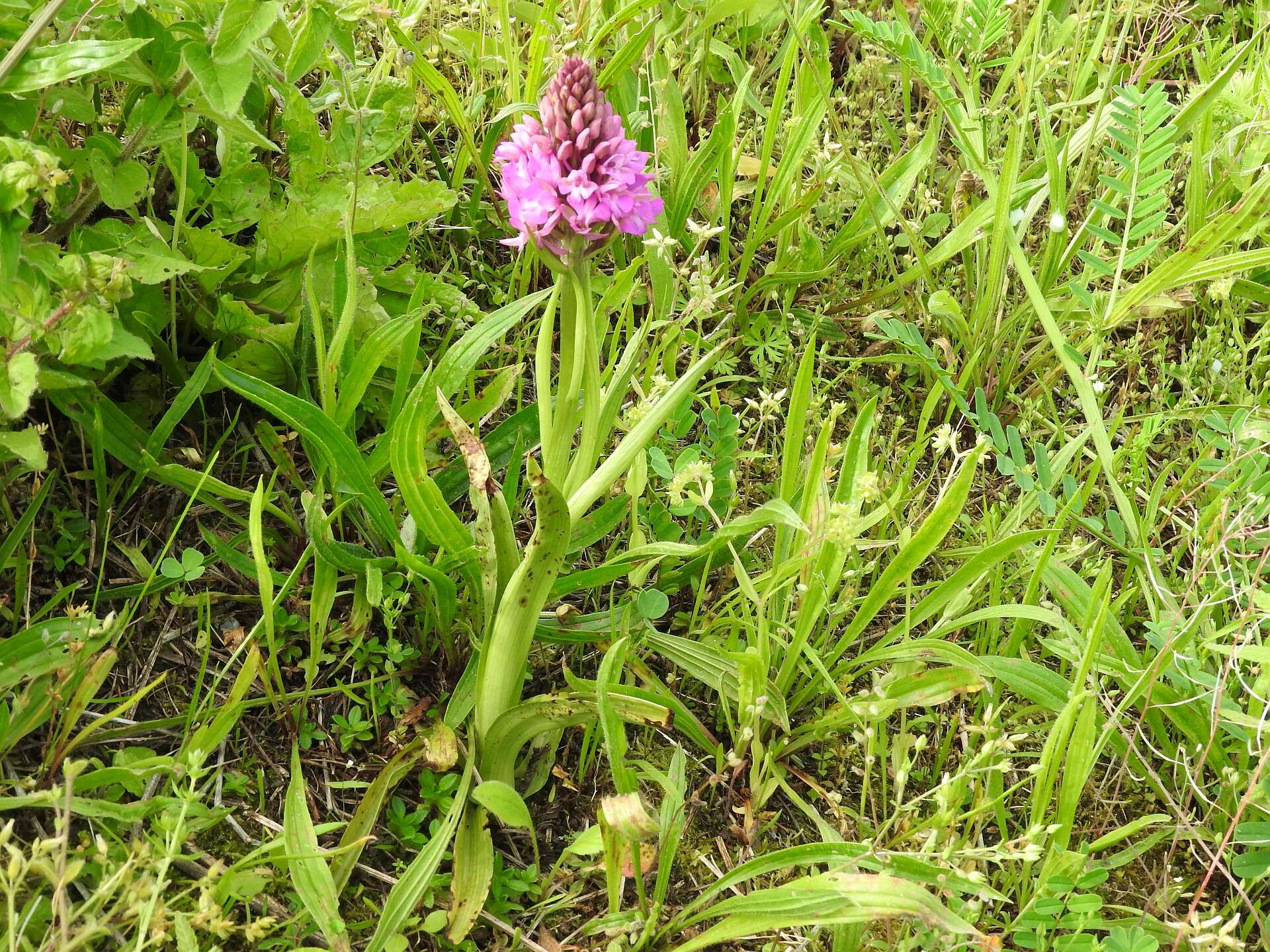 Image of Pyramidal orchid