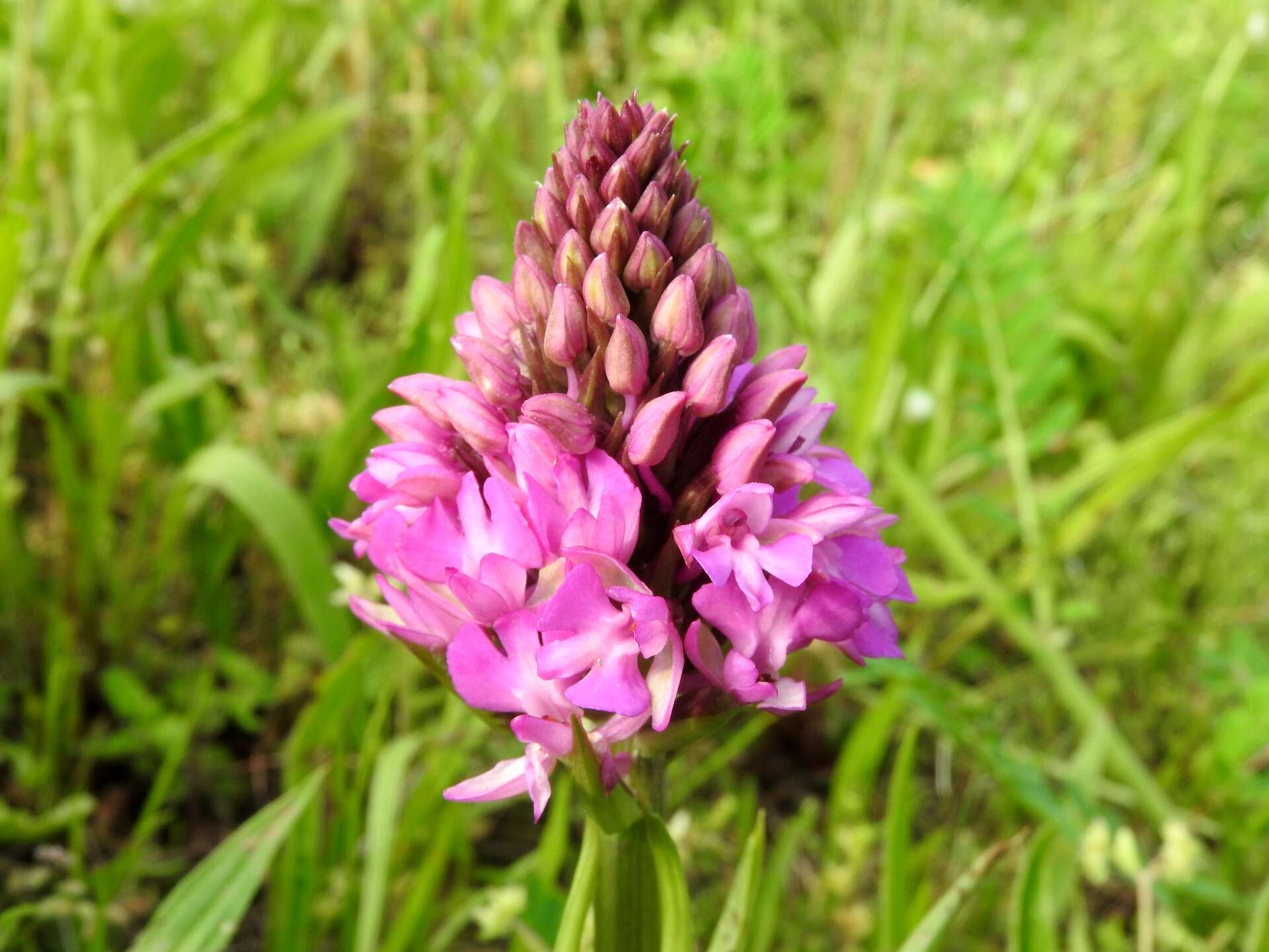 صورة Anacamptis pyramidalis (L.) Rich.