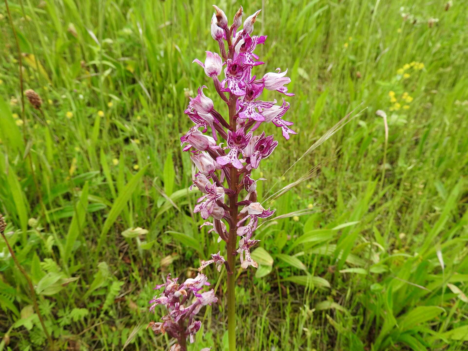 Image of Military orchid