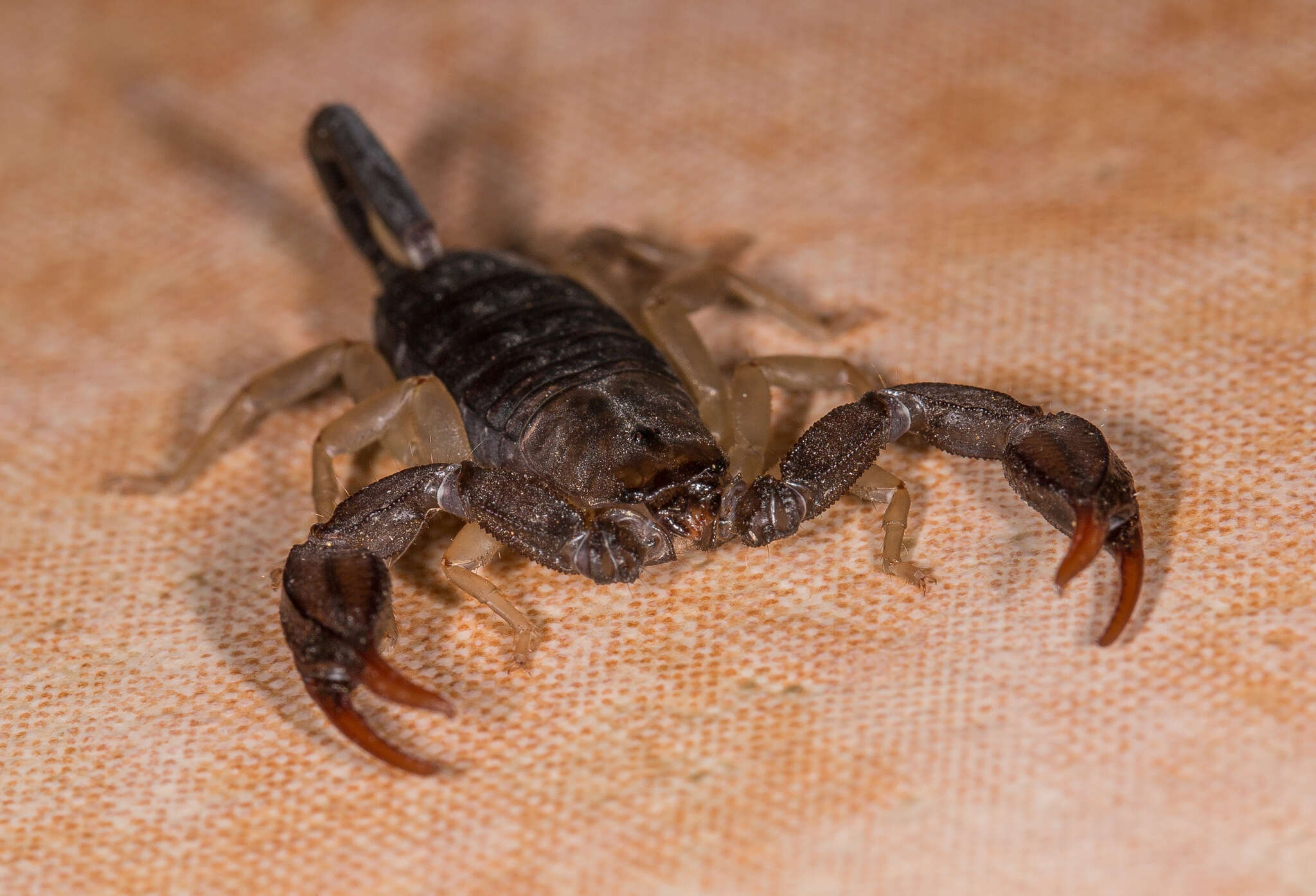 Euscorpius flavicaudis (De Geer 1778) resmi