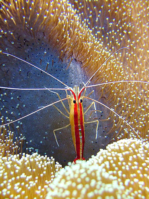 Image of Scarlet cleaner shrimp