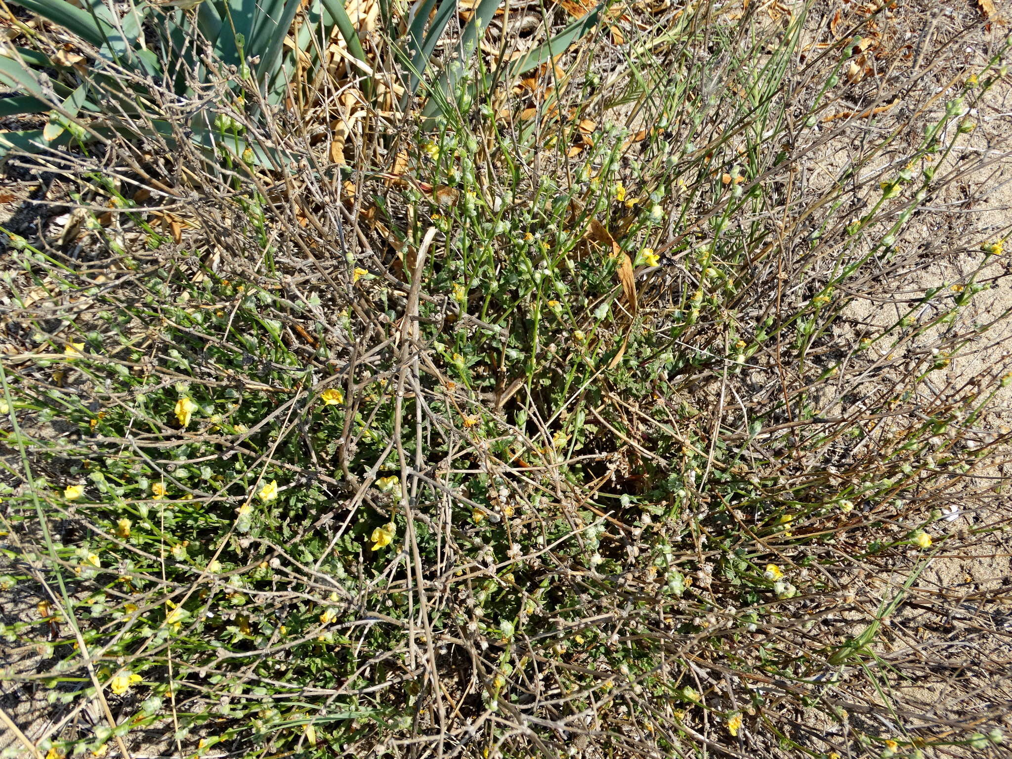 Image of Verbascum pinnatifidum Vahl