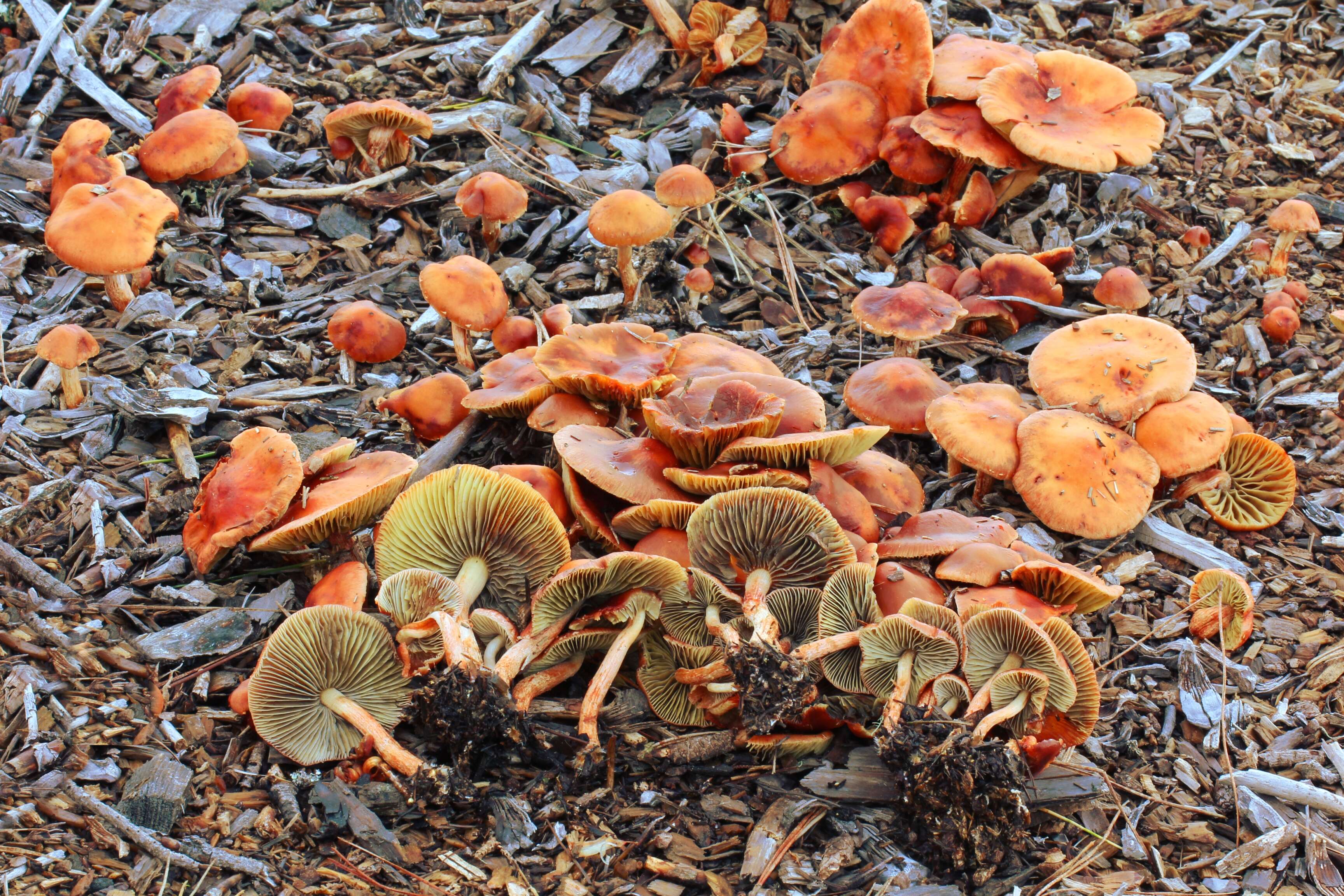 Image of Leratiomyces ceres (Cooke & Massee) Spooner & Bridge 2008