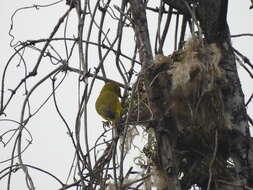 Zosterops stenocricotus Reichenow 1892 resmi