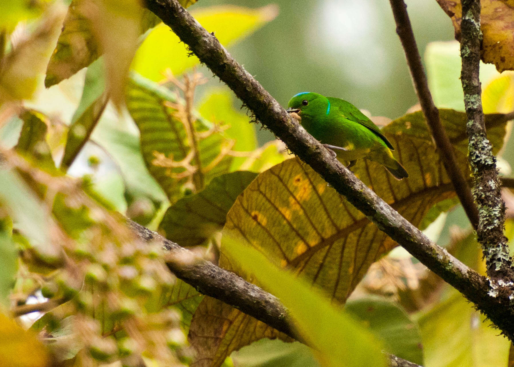 Image of Blue-crowned Chlorophonia