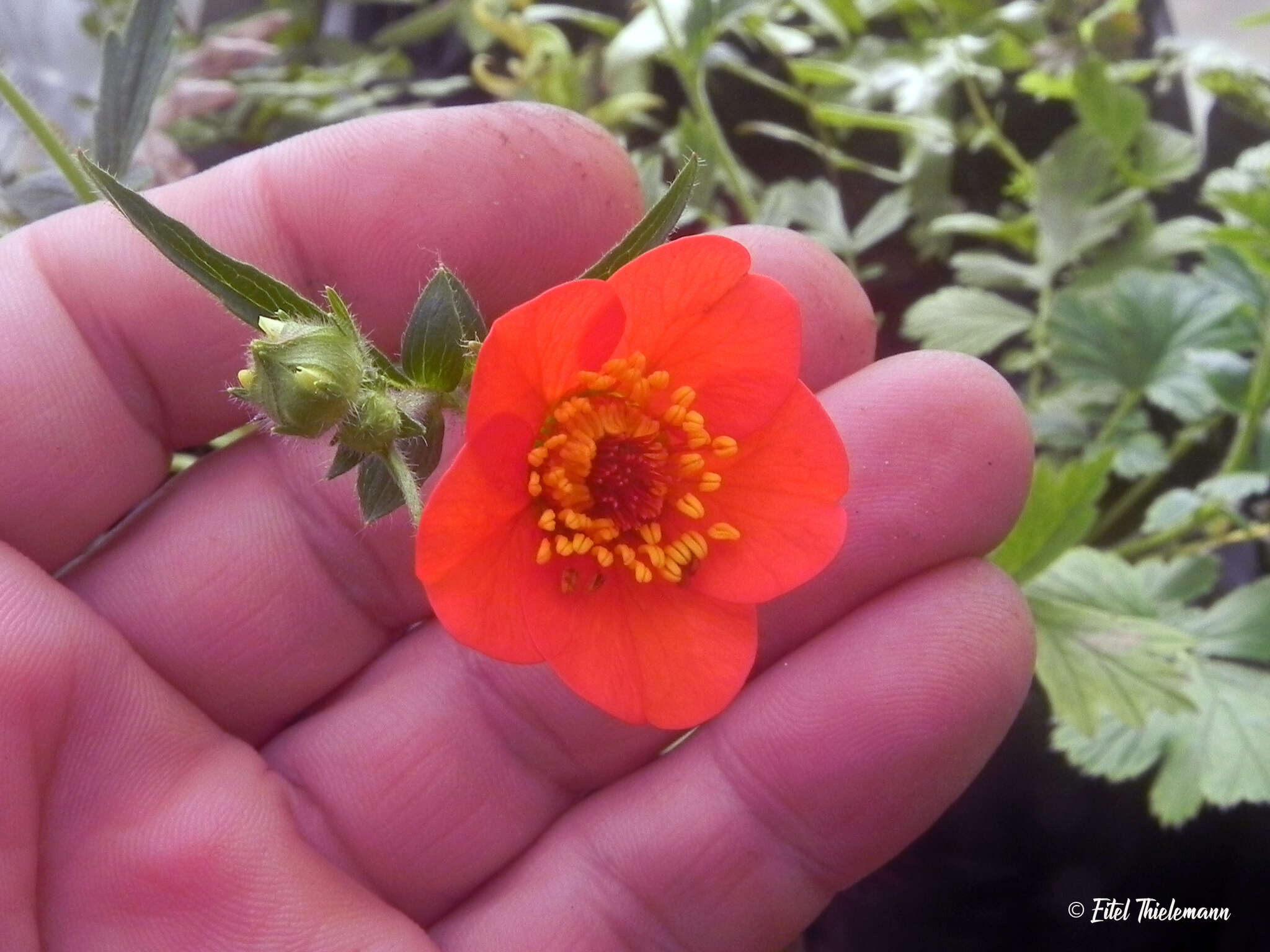 Image of Geum magellanicum Comm. ex Pers.