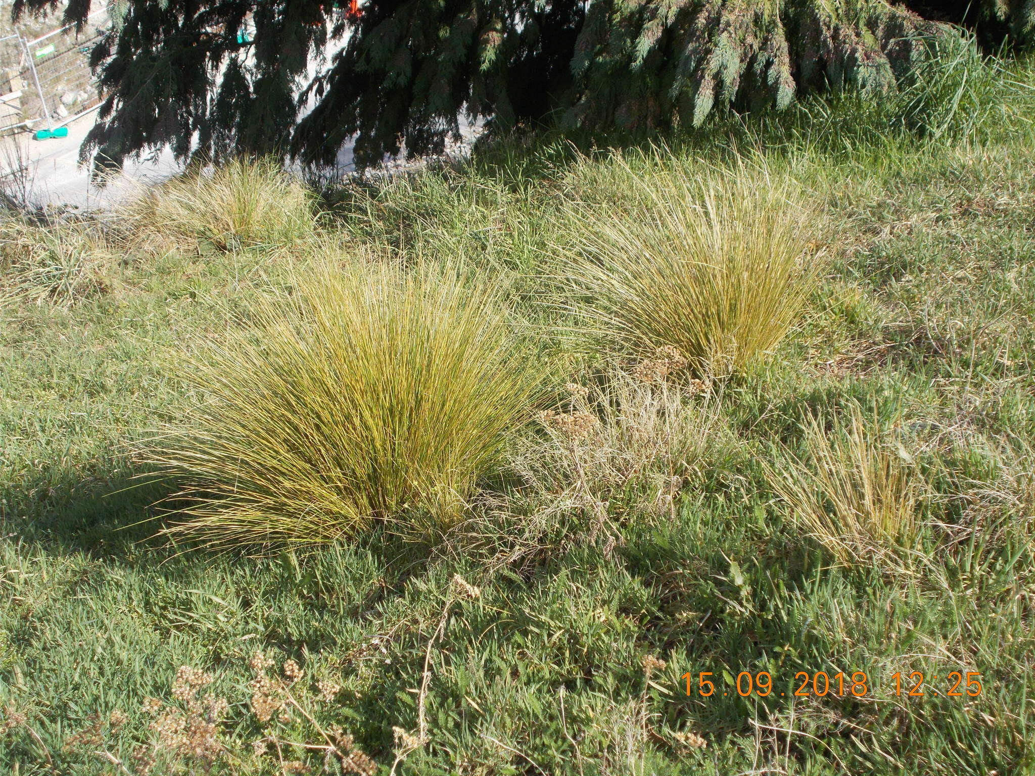 Image of silver tussock