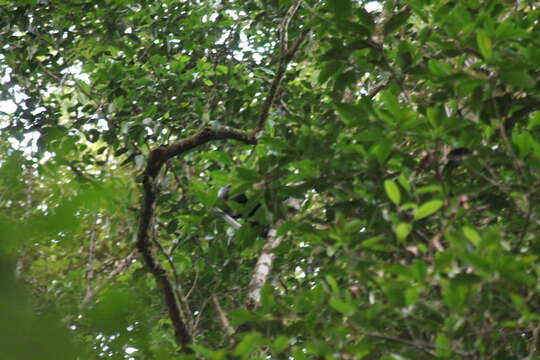 Image of Purple-faced langur