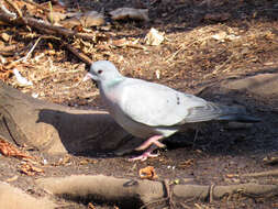 Image of Stock Dove