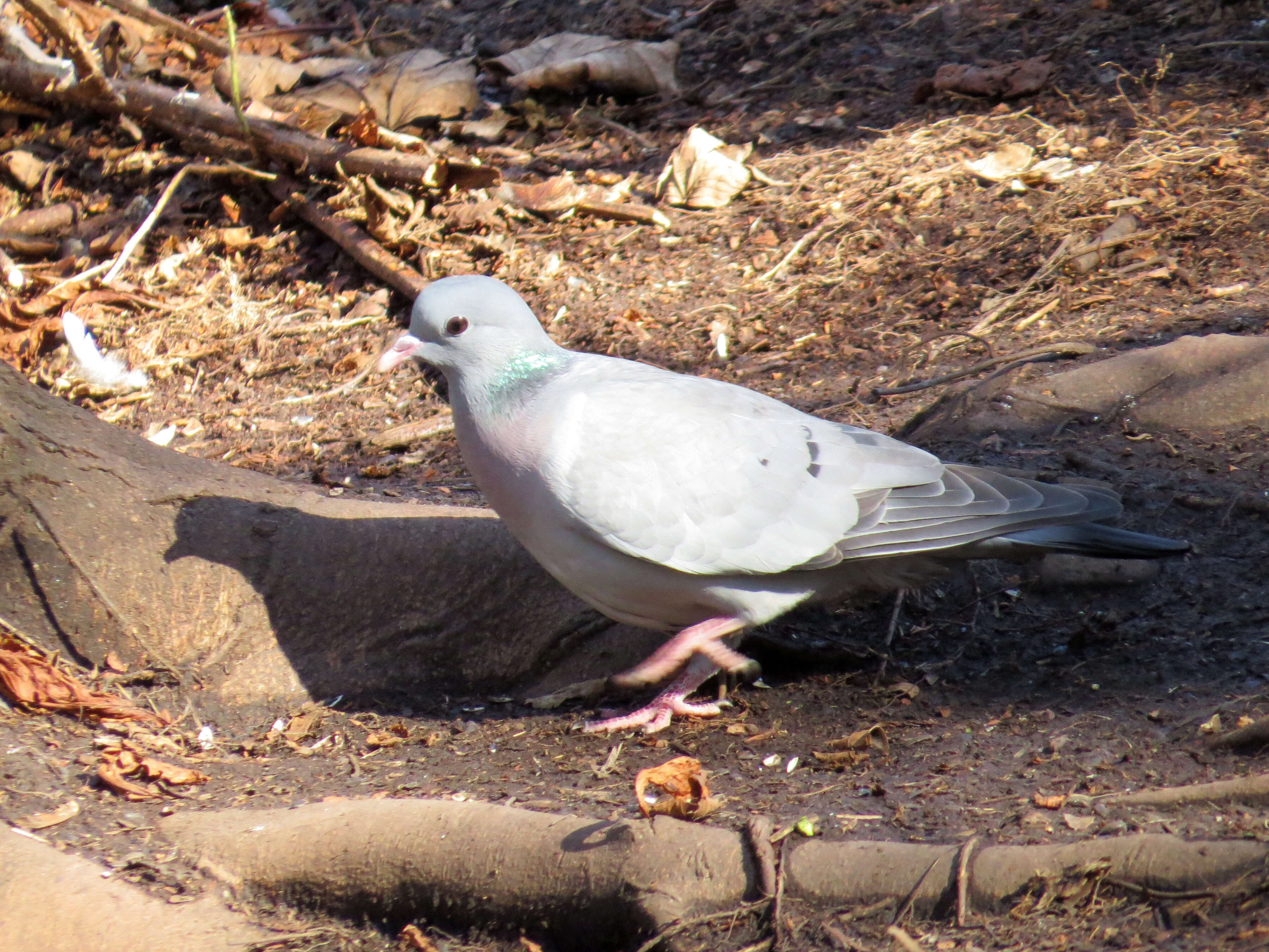 Image of Stock Dove