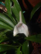 Image of Masdevallia nicaraguae Luer