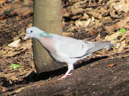 Image of Stock Dove