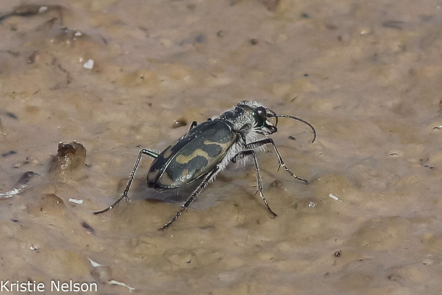 Image of Short-legged Tiger Beetle