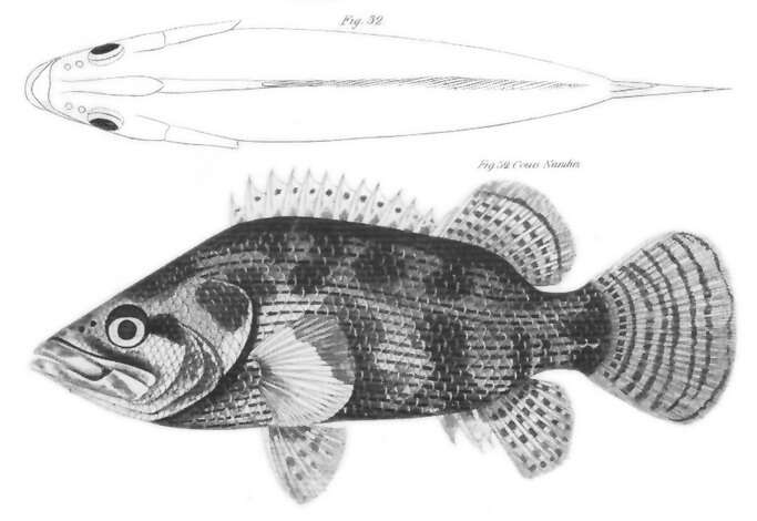 Image of leaffishes