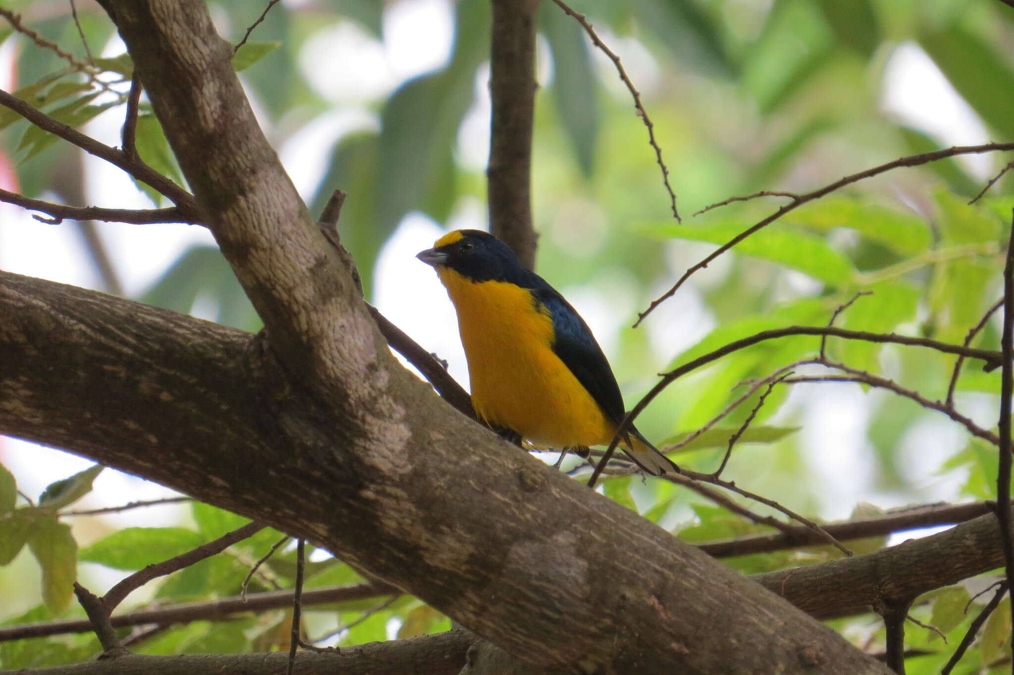 Image of Yellow-throated Euphonia