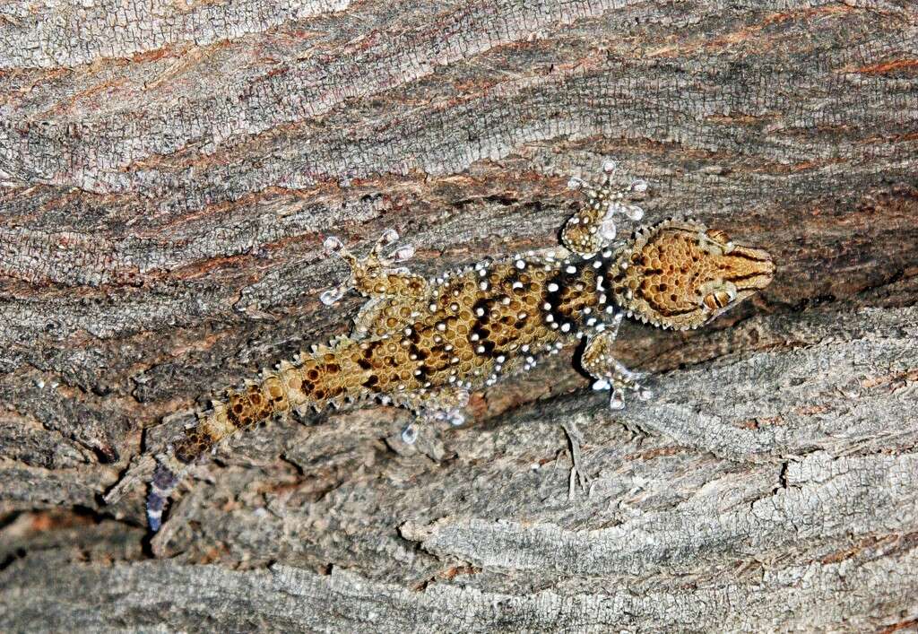 Image of Turner's thick-toed gecko