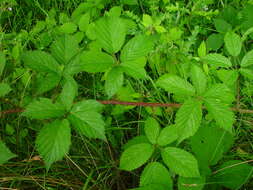 Image of Rubus hylocharis W. C. R. Watson