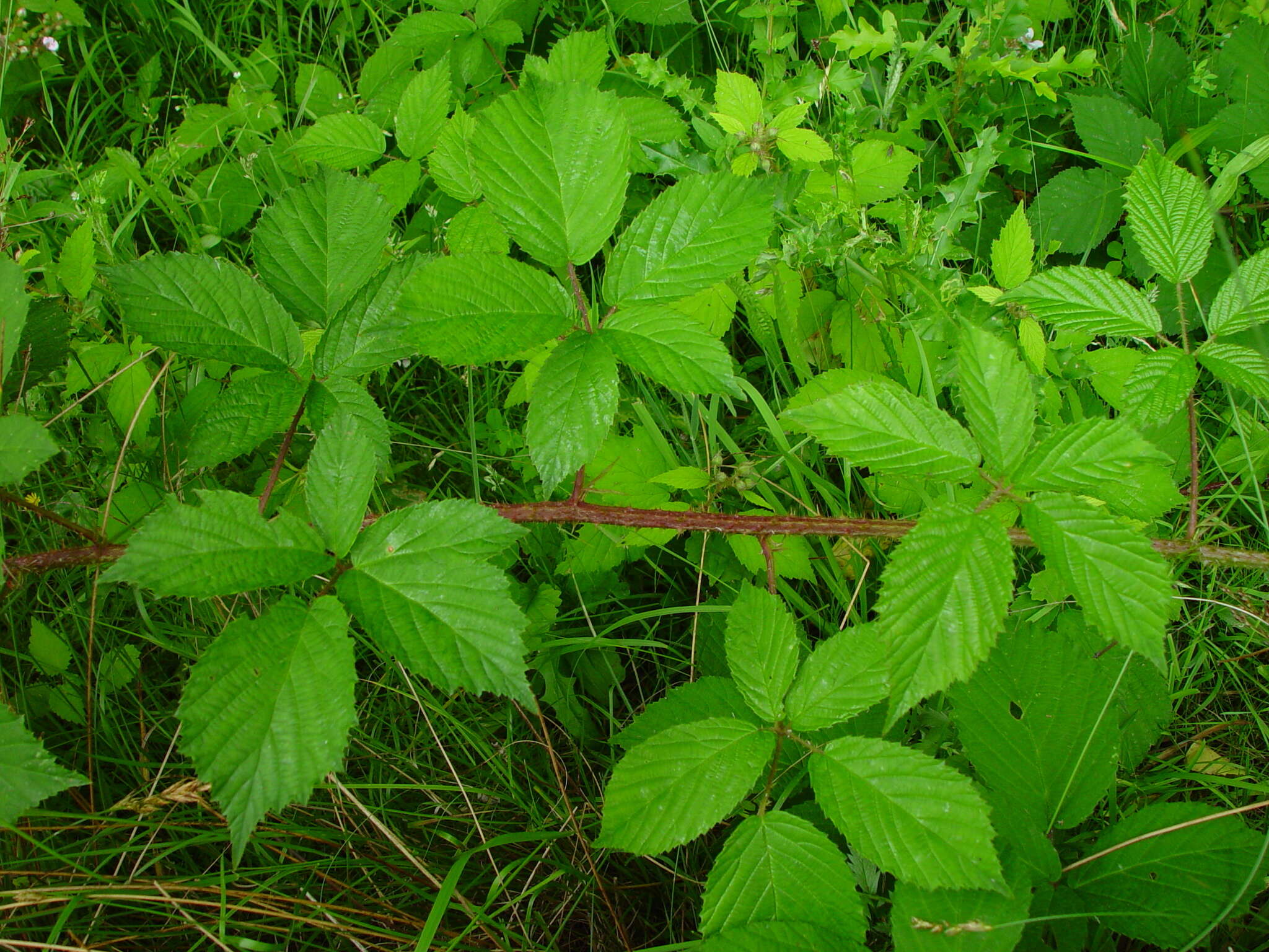 Image of Rubus hylocharis W. C. R. Watson