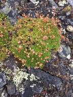 Image of Mackenzie River dwarf-primrose