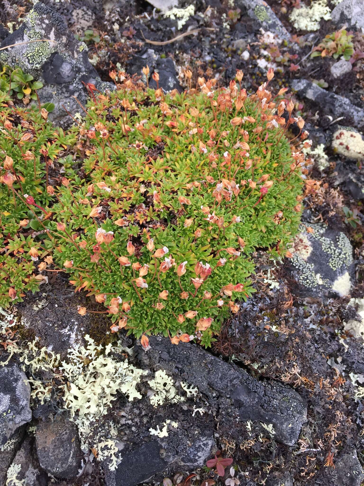 Image of Mackenzie River dwarf-primrose