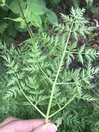 Image of Jakutsk snowparsley