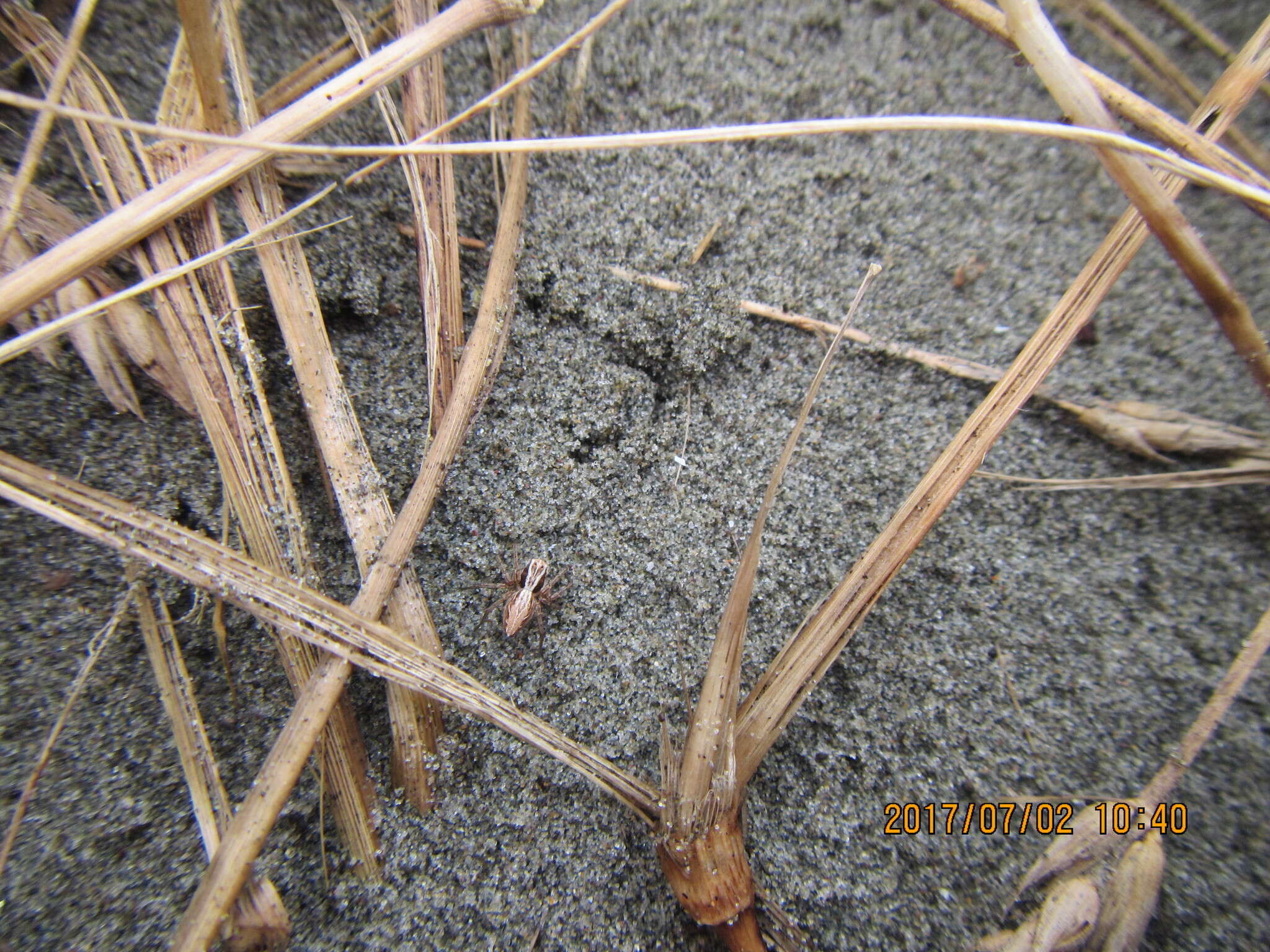 Image of Oxyopes gracilipes (White 1849)