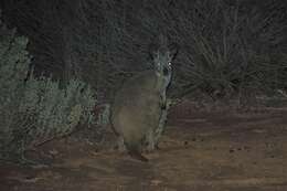 Image of Red kangaroo