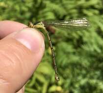 Image of Lestes temporalis Selys 1883