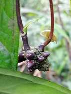 Image of Anthurium llanense Croat