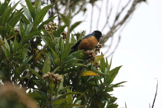 Image of Blue-backed Conebill