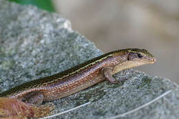 Image of Madagascar Girdled Lizard