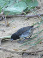 Image of Dubois's Seedeater