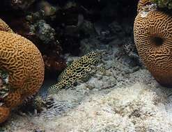 Image of Dwarf-spotted Grouper