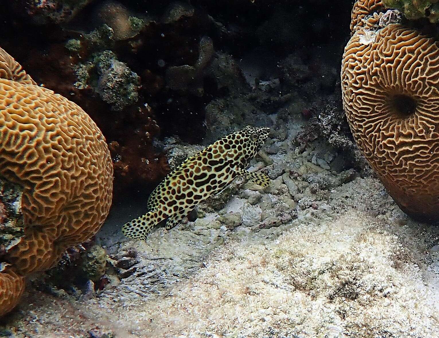 Image of Dwarf-spotted Grouper