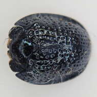 Image of Palmetto Tortoise Beetle