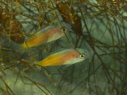 Image of Blacksmith Chromis