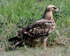 Image of Tawny Eagle