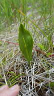 Image of adder's-tongue