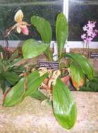 Image of Coelogyne lentiginosa Lindl.