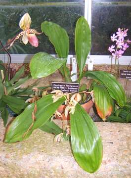 Coelogyne lentiginosa Lindl. resmi