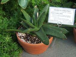 Image of Gasteria croucheri (Hook. fil.) Baker