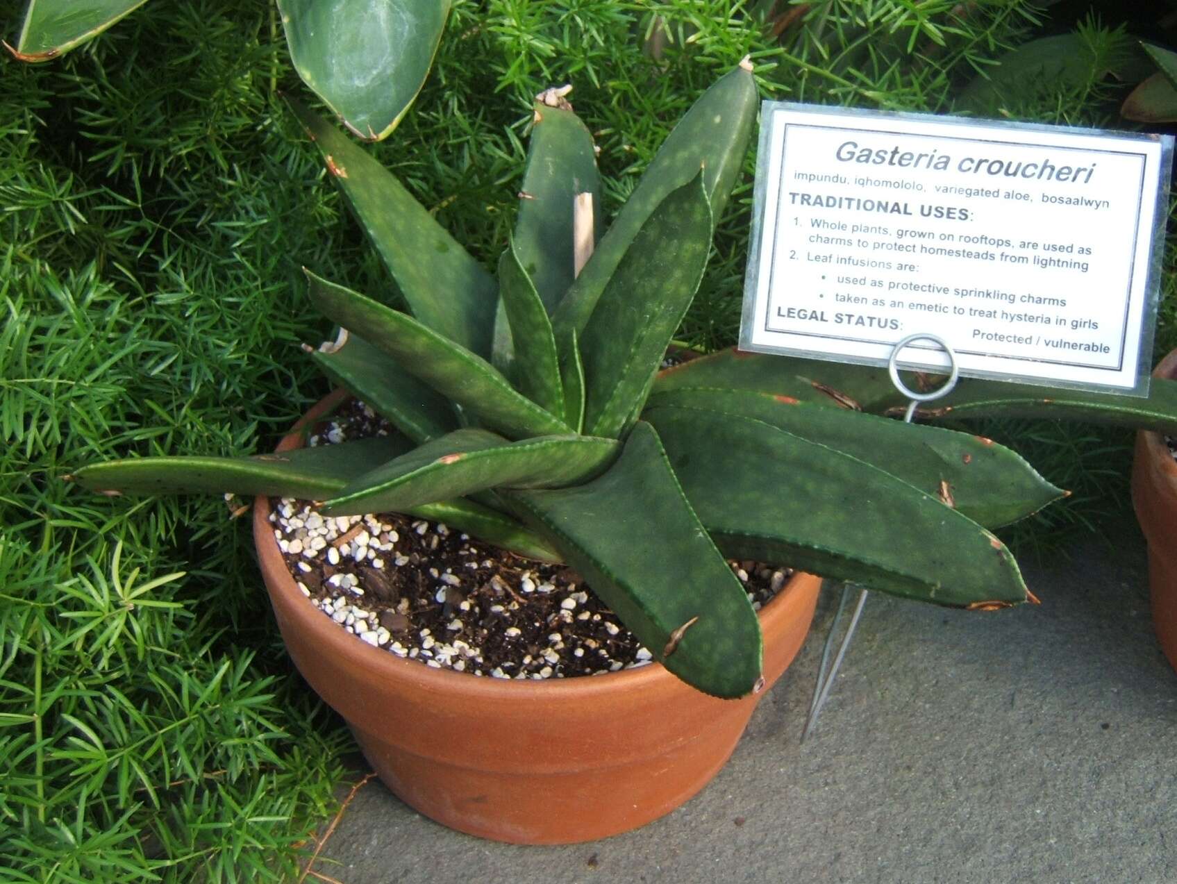 Image of Gasteria croucheri (Hook. fil.) Baker