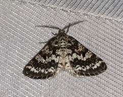 Image of Powder Moths