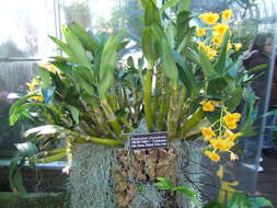 Imagem de Dendrobium chrysotoxum Lindl.