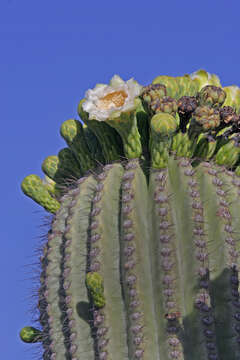 Image of saguaro