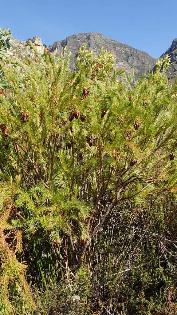 Image of Protea nana (Berg.) Thunb.