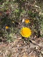 Image of Leucochrysum albicans subsp. albicans