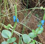 Imagem de Stachytarpheta reticulata Mart. ex Schauer