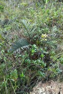 Image of Dypsis pumila Beentje