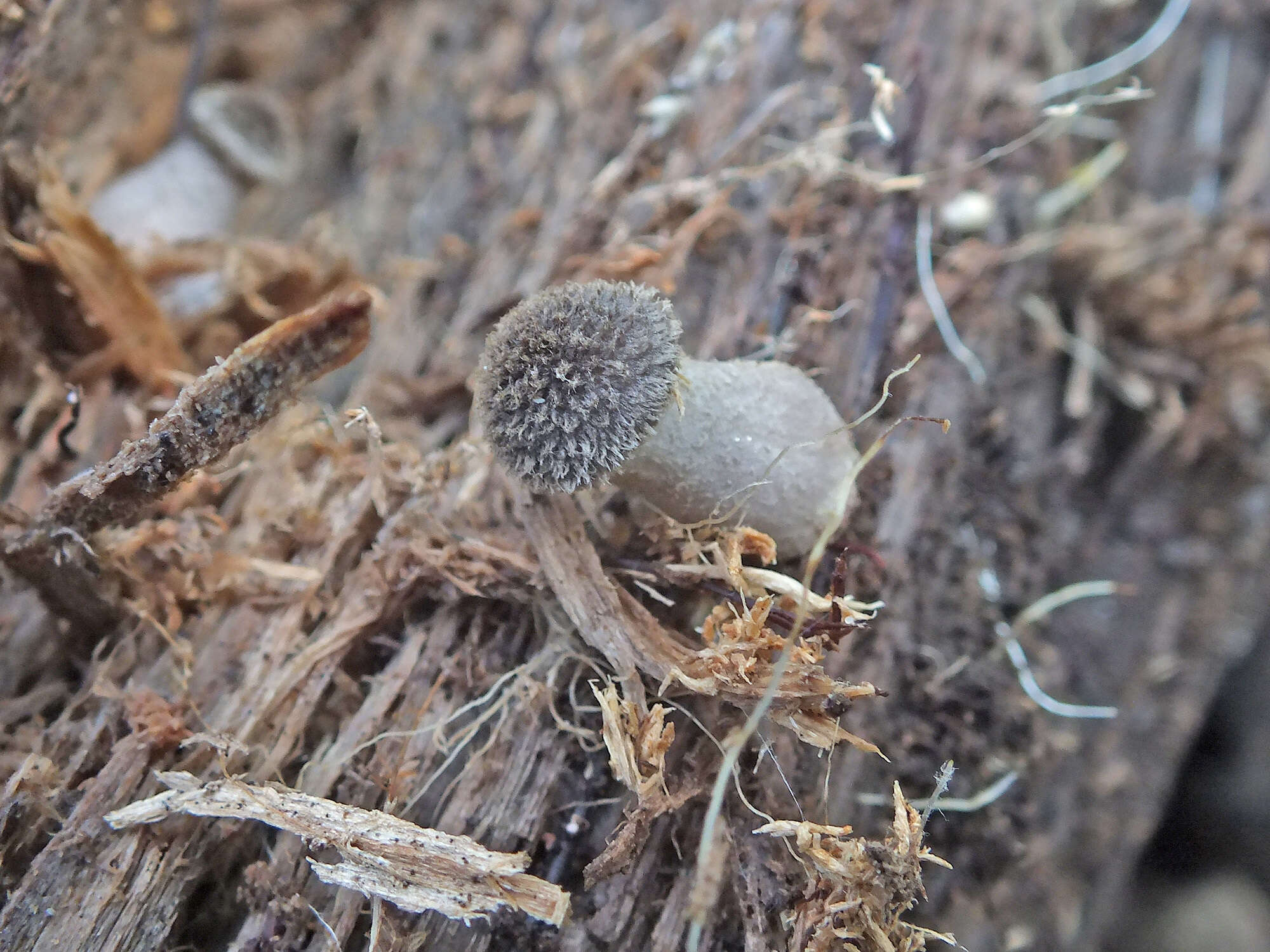 Imagem de Armillaria cepistipes Velen. 1920